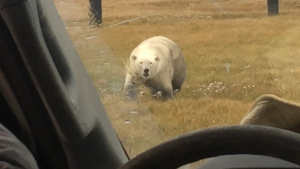 Polar Bear visits the job site